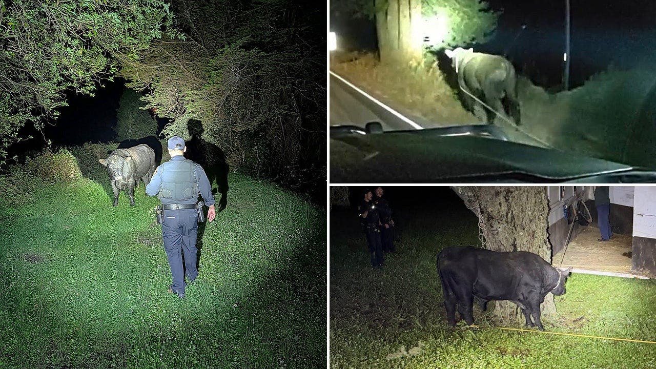 San Mateo County sheriff and CHP wrangle a loose bull on Highway 35