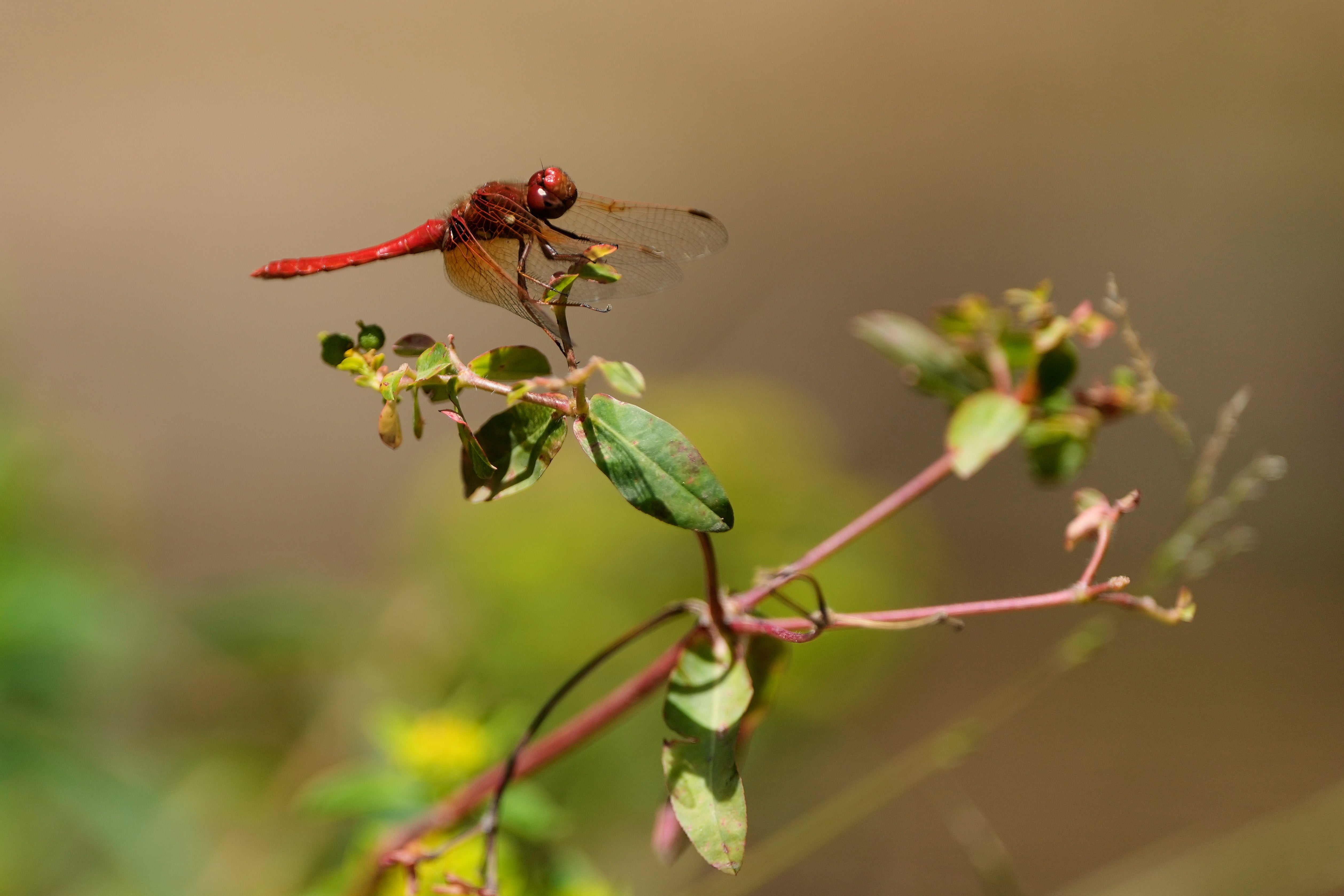 A dragonfly rests on a plant at the Lake Merritt Dragonfly Habitat Garden in Oakland, Calif., Friday, Aug. 21, 2026. (AP Photo/Jeff Chiu)