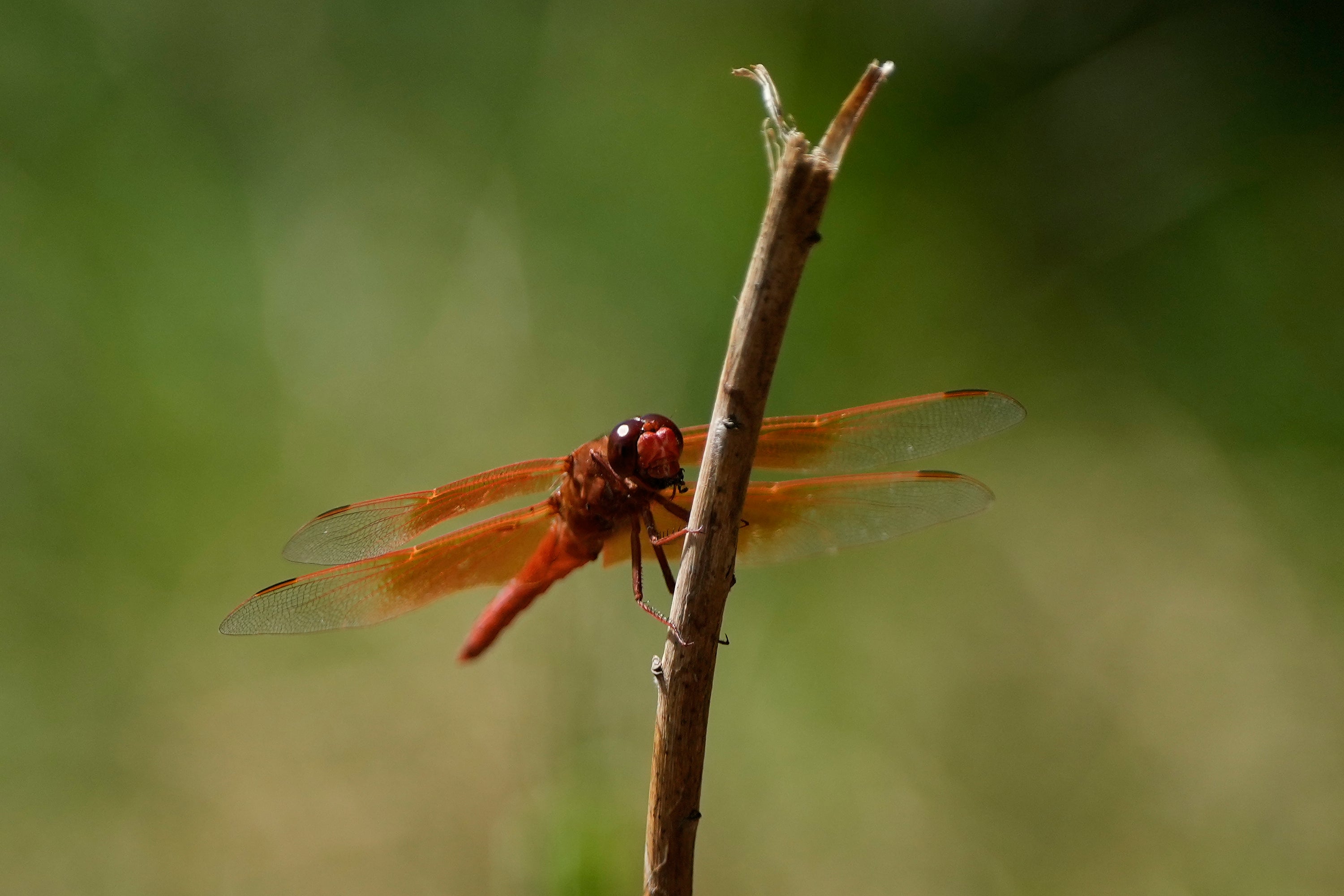 A dragonfly rests on a plant at the Lake Merritt Dragonfly Habitat Garden in Oakland, Calif., Friday, Aug. 21, 2026. (AP Photo/Jeff Chiu)