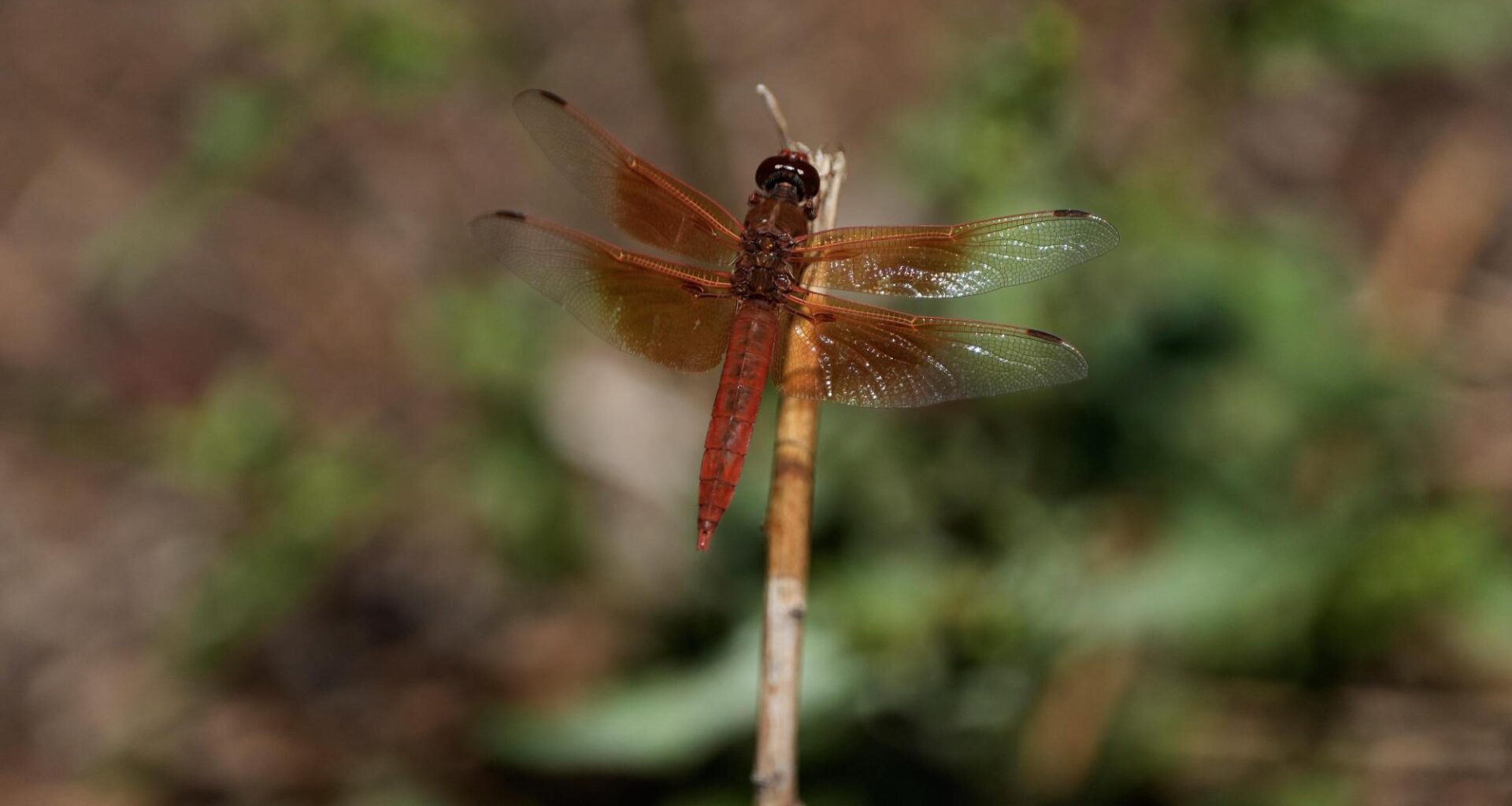 Dragonfly swarms sweep across California after warm spring rains