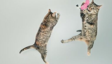 BIG WEEK: Cat Video Fest, Deaf Dance Fest, DJ Dan Tribute, Oakland Pride...