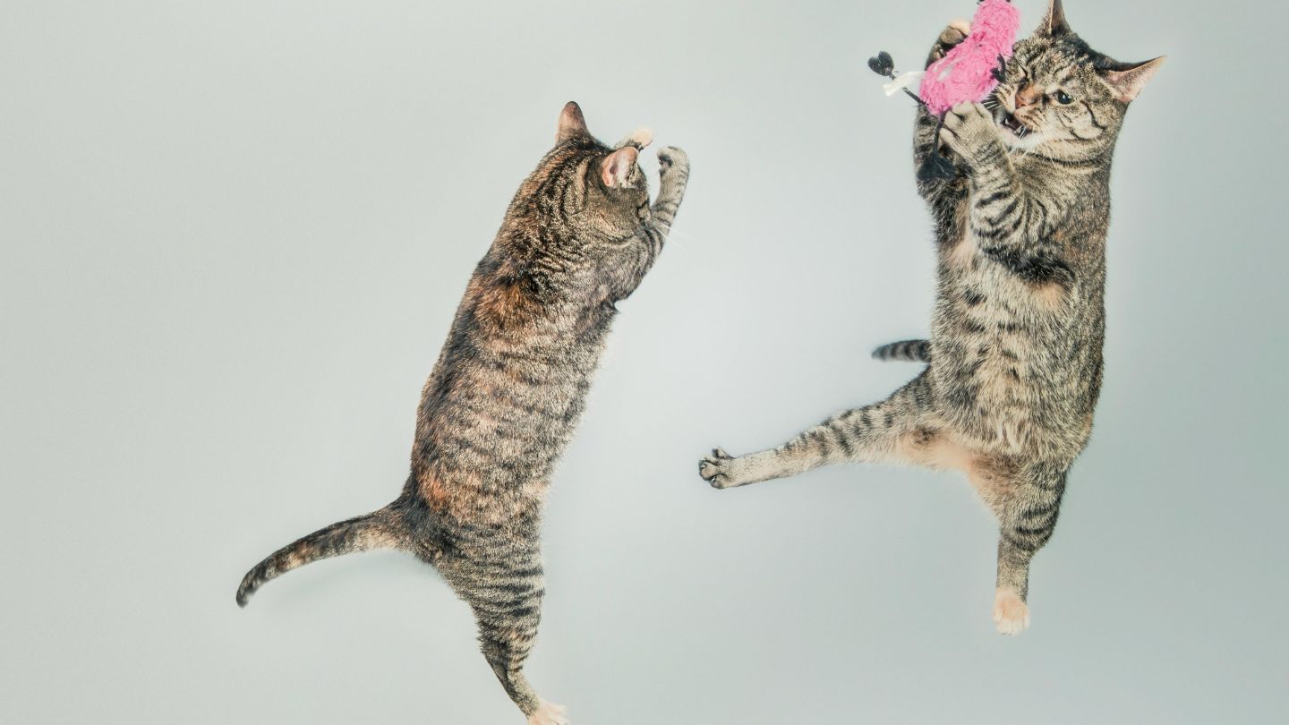 BIG WEEK: Cat Video Fest, Deaf Dance Fest, DJ Dan Tribute, Oakland Pride...