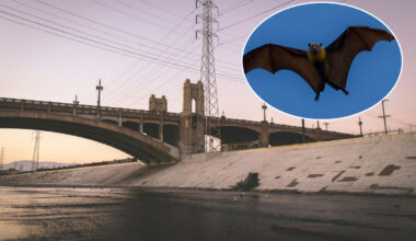 A unique craft beer and nocturnal wildlife walk is coming to LA River