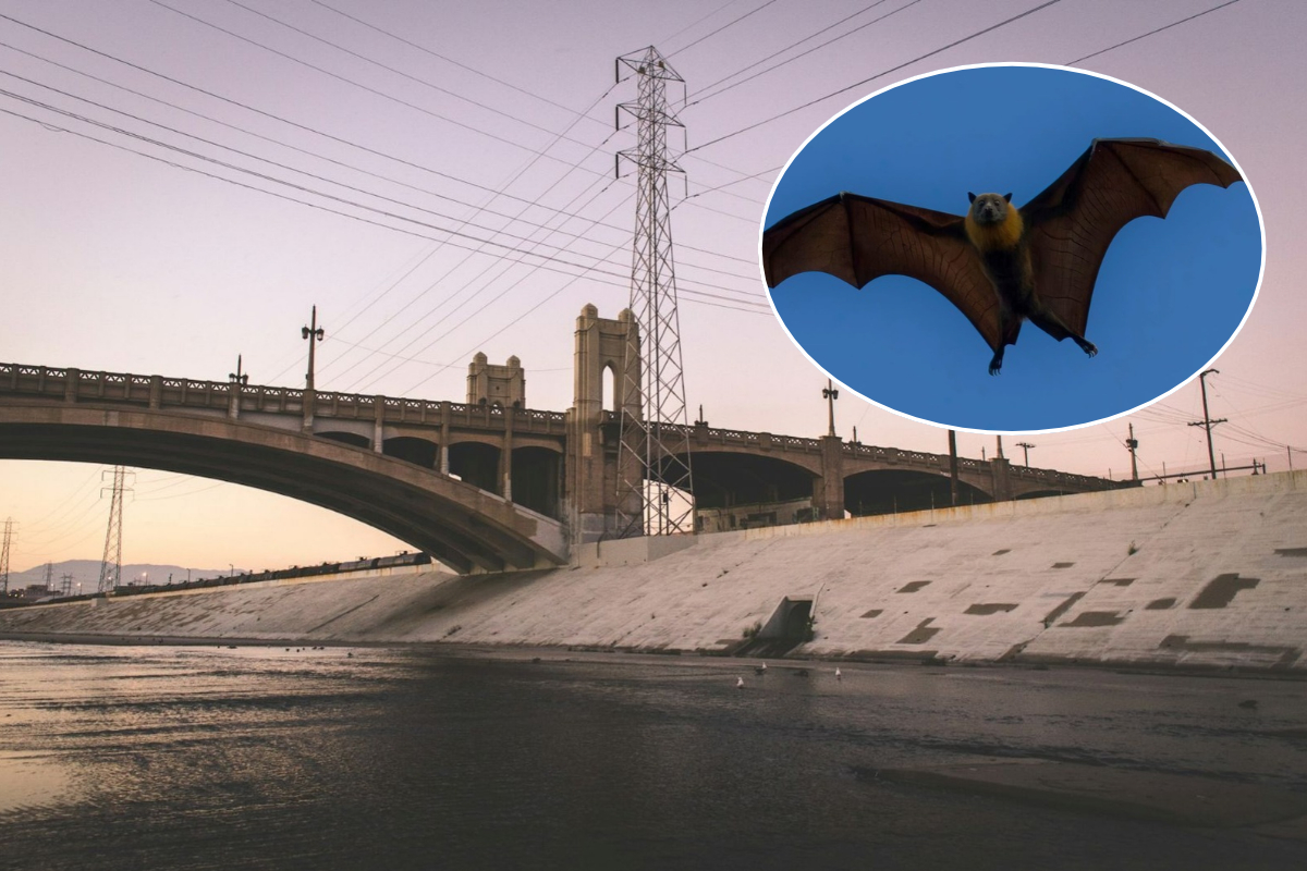 A unique craft beer and nocturnal wildlife walk is coming to LA River
