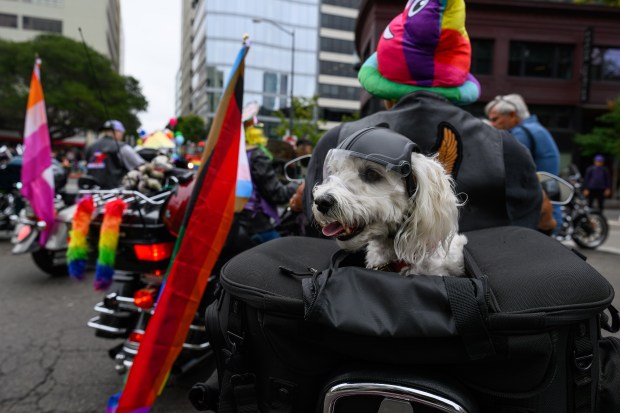 Butch wears his motorcycle helmet with riding on the back of his owner's motorcycle driven by Laura St. Amant, of Fairfield, during the Oakland Pride Parade in Oakland, Calif., on Sunday, Aug. 16, 2026. (Jose Carlos Fajardo/Bay Area News Group)