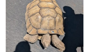 Runaway AirTagged tortoise causes Orinda traffic scare