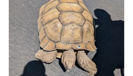 Runaway AirTagged tortoise causes Orinda traffic scare