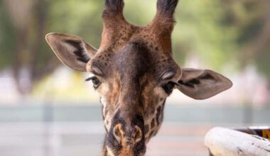 Fresno Chaffee Zoo mourns death of Masai giraffe Fenny