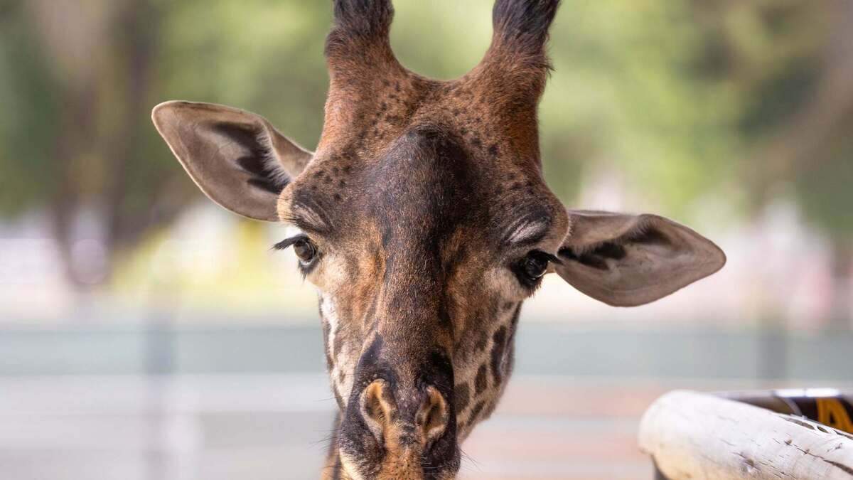 Fenny, the Fresno Chaffee Zoo’s male Masai giraffe, died on Friday, Aug. 21, 2026. Fenny, the Fresno Chaffee Zoo’s male Masai giraffe, died on Friday, Aug. 21, 2026.