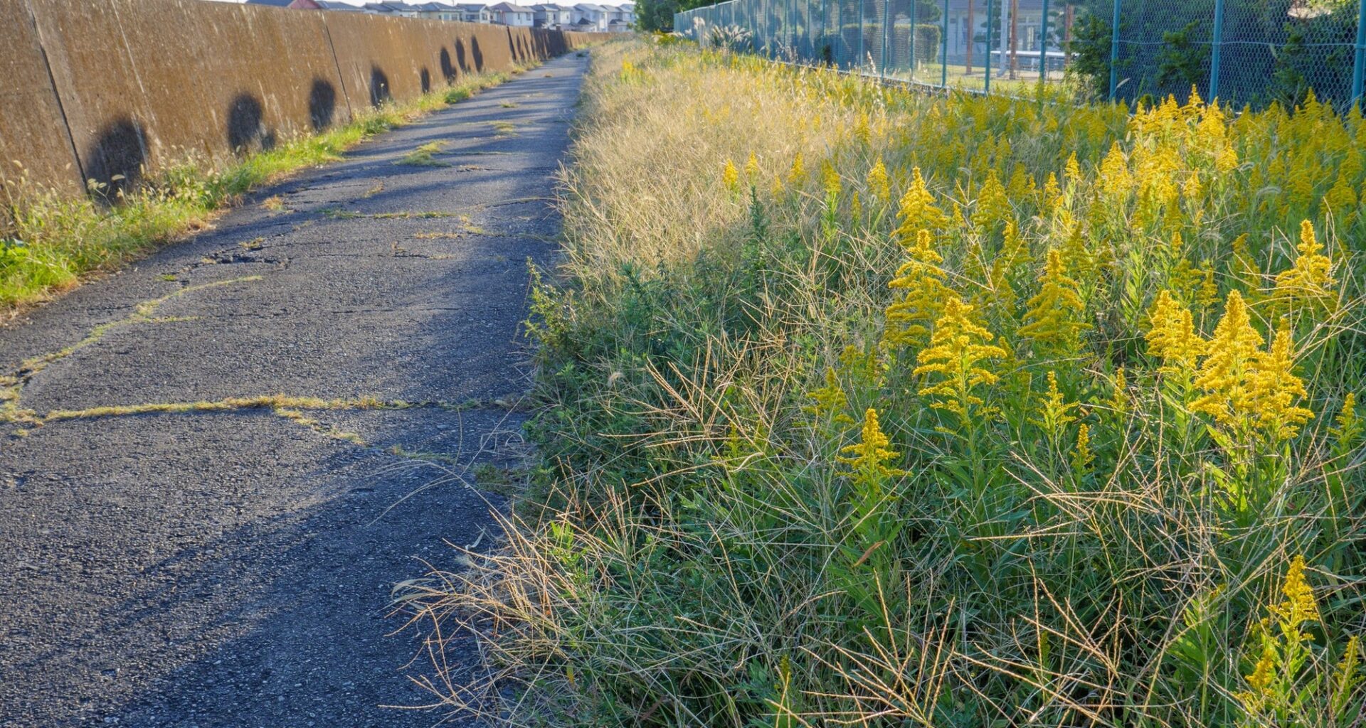 Oakland County Starts Invasive Plant Removal Along Roadways To Protect Infrastructure
