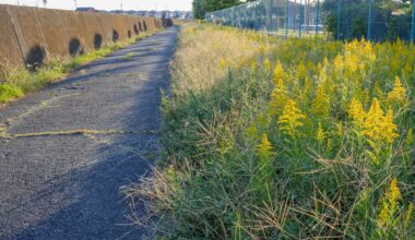 Oakland County Starts Invasive Plant Removal Along Roadways To Protect Infrastructure