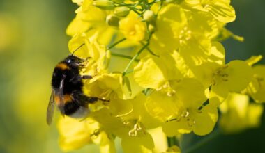 Here’s your chance to pick California’s first official state bee – NBC 7 San Diego