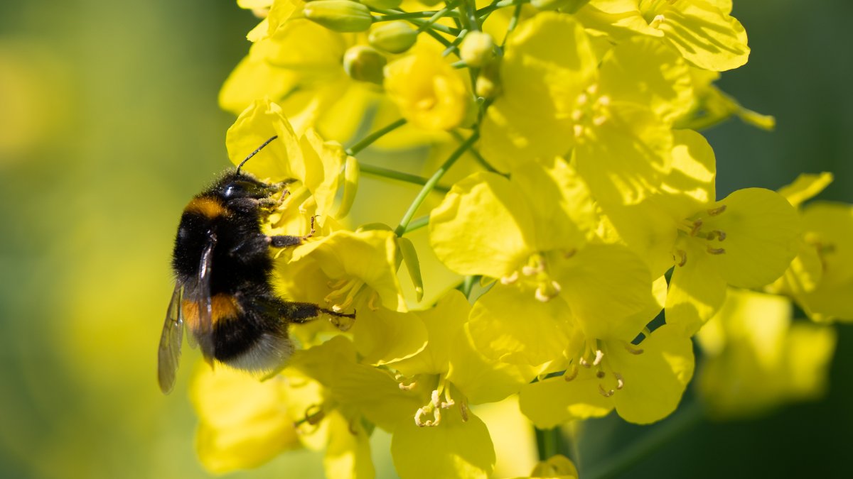 Here’s your chance to pick California’s first official state bee – NBC 7 San Diego