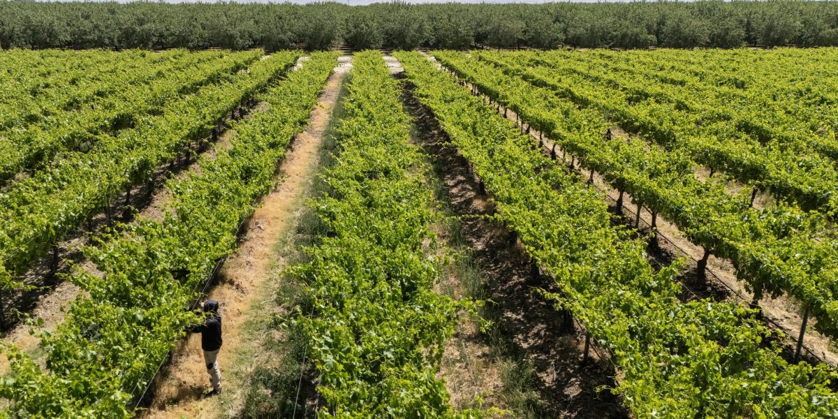 Extreme weather has cost California farmers over $800 million this year  