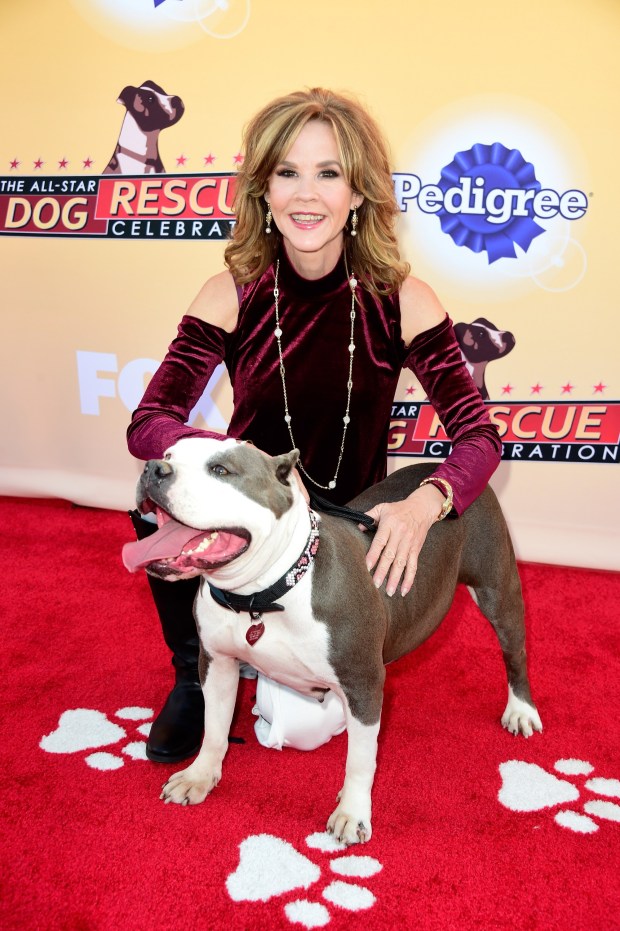 Actress Linda Blair arrives at the All-Star Dog Rescue Celebration at Barker Hangar on Nov. 21, 2015 in Santa Monica, California. (Photo by Frazer Harrison/Getty Images)