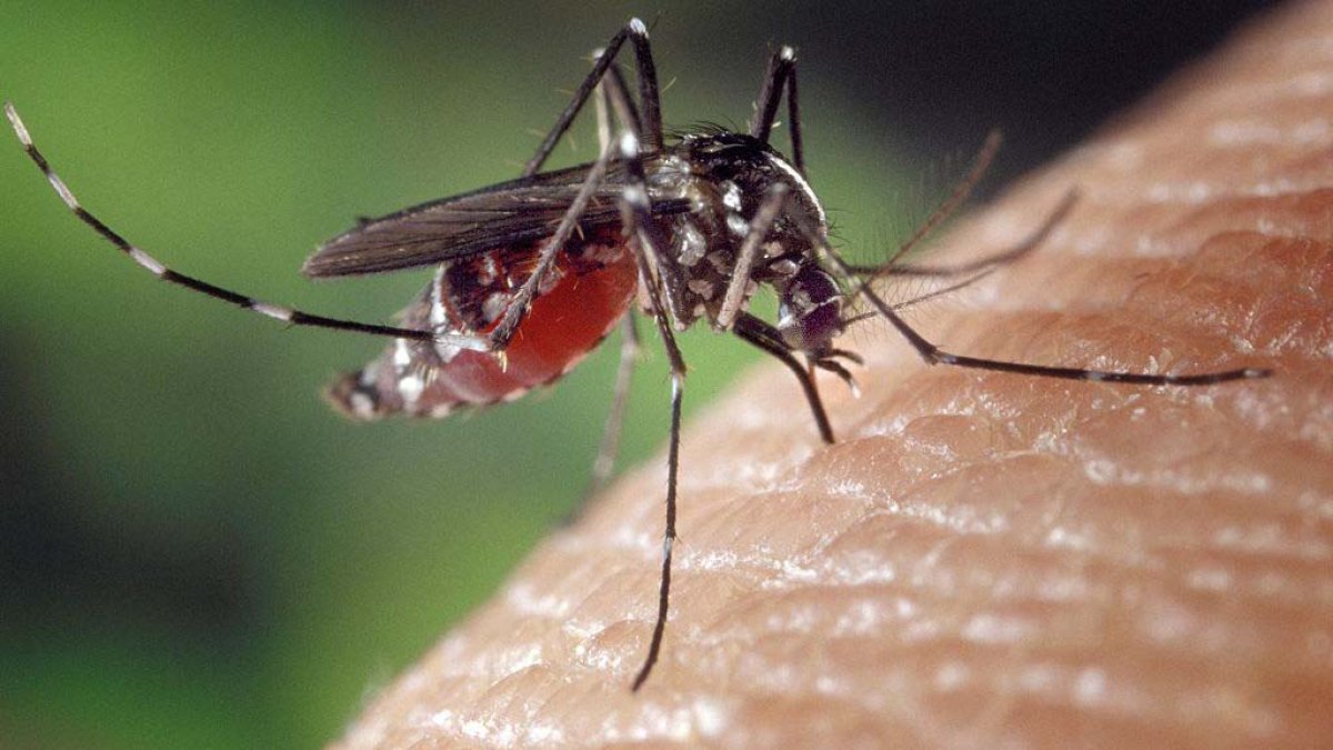 Arcadia reports first West Nile virus case of year – NBC Los Angeles