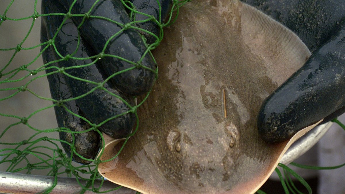 Stingray lashings up as marine heat wave off SoCal draws more to shore – NBC 7 San Diego