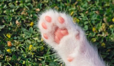 LA council looks to bolster animal adoptions, department operations – NBC Los Angeles
