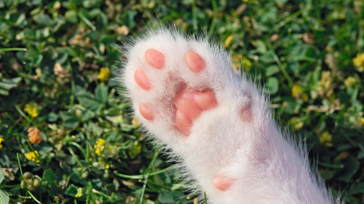 LA council looks to bolster animal adoptions, department operations – NBC Los Angeles