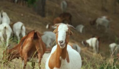 Goats are brush clearance stars on the Universal Studios Lot – NBC Los Angeles