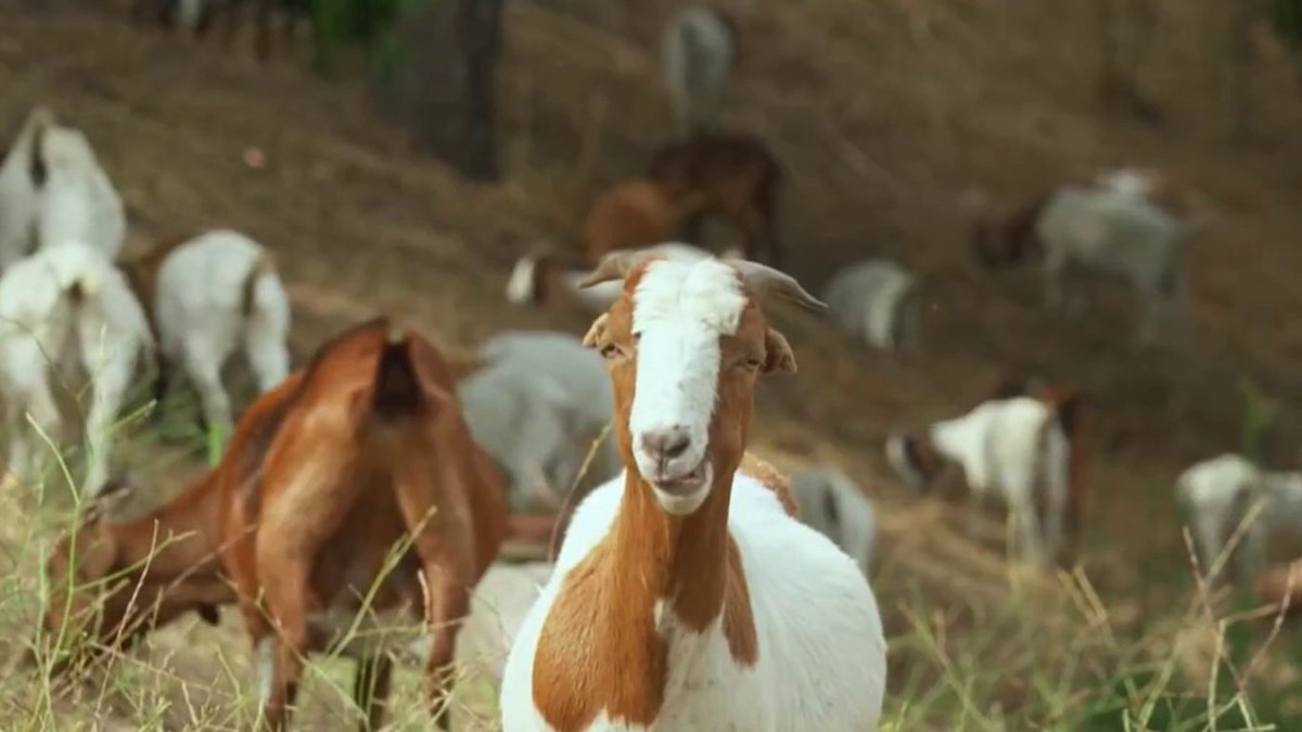 Goats are brush clearance stars on the Universal Studios Lot – NBC Los Angeles