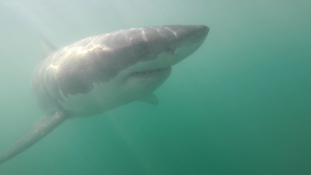 A great white shark swims between Seacliff State Beach and New Brighton State Beach in Santa Cruz County in September, 2020. (Photo: Eric Mailander)
