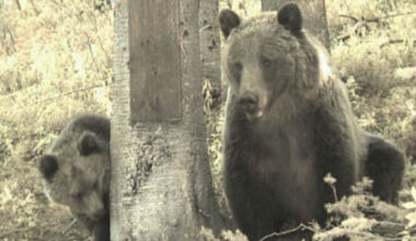 California lawmakers kill grizzly bear reintroduction bill