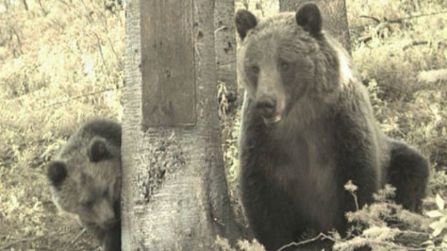 California lawmakers kill grizzly bear reintroduction bill