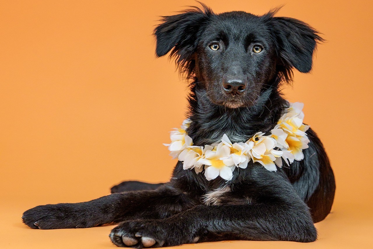 Snapp Shots: East Bay's Bark (and Meow) Around the Block this Saturday