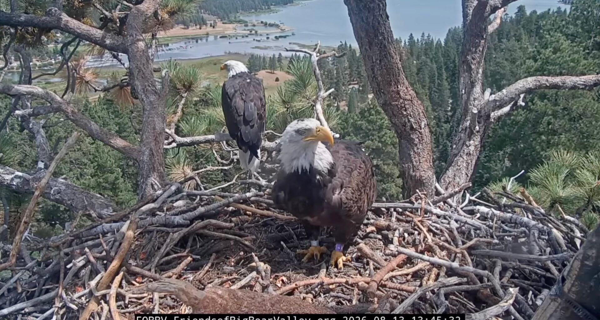 Readers squawk about Big Bear bald eagles, Hollywood haunts, A Line train – Daily Bulletin