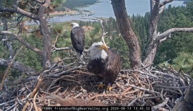 Readers squawk about Big Bear bald eagles, Hollywood haunts, A Line train – Daily Bulletin
