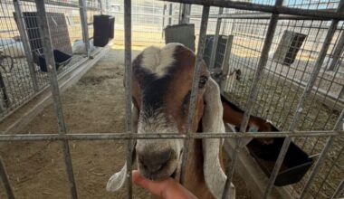 The Big Fresno Fair | Blog