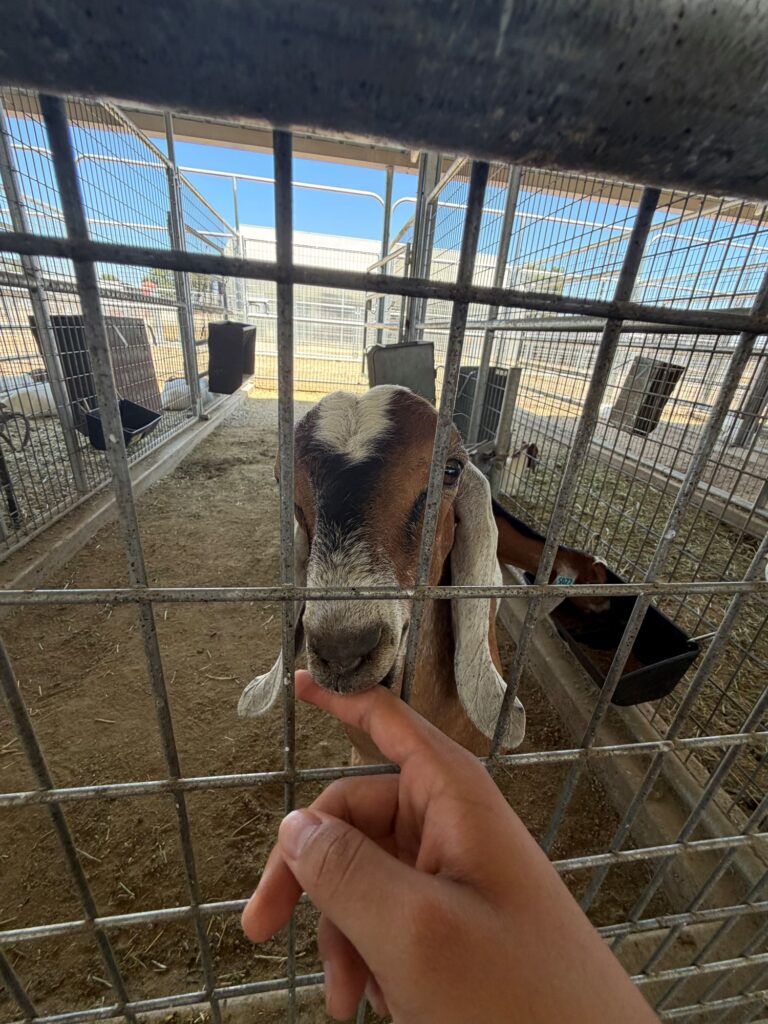 The Big Fresno Fair | Blog