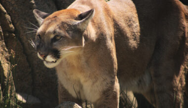 Orange County’s Top Civic Headlines as Mountain Lion Population Dwindles