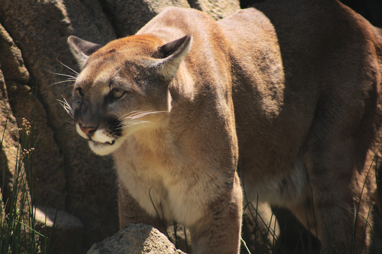 Orange County’s Top Civic Headlines as Mountain Lion Population Dwindles