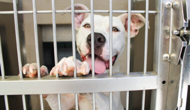 Homeless Pets at Orange County’s Animal Shelter Need Homes This Summer