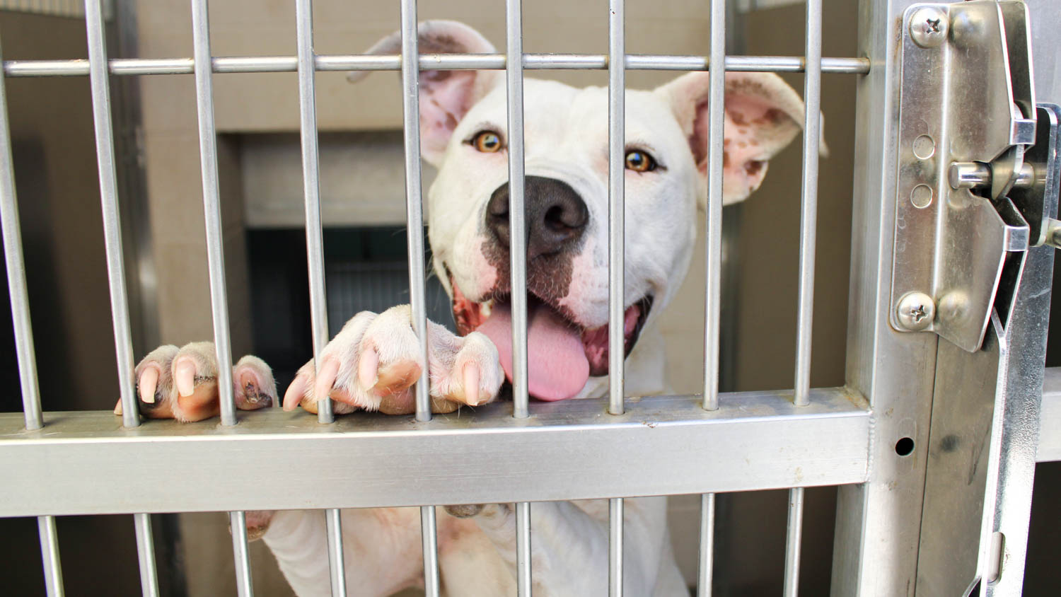 Homeless Pets at Orange County’s Animal Shelter Need Homes This Summer
