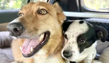 Free and discounted dog treats in Fresno for National Dog Day