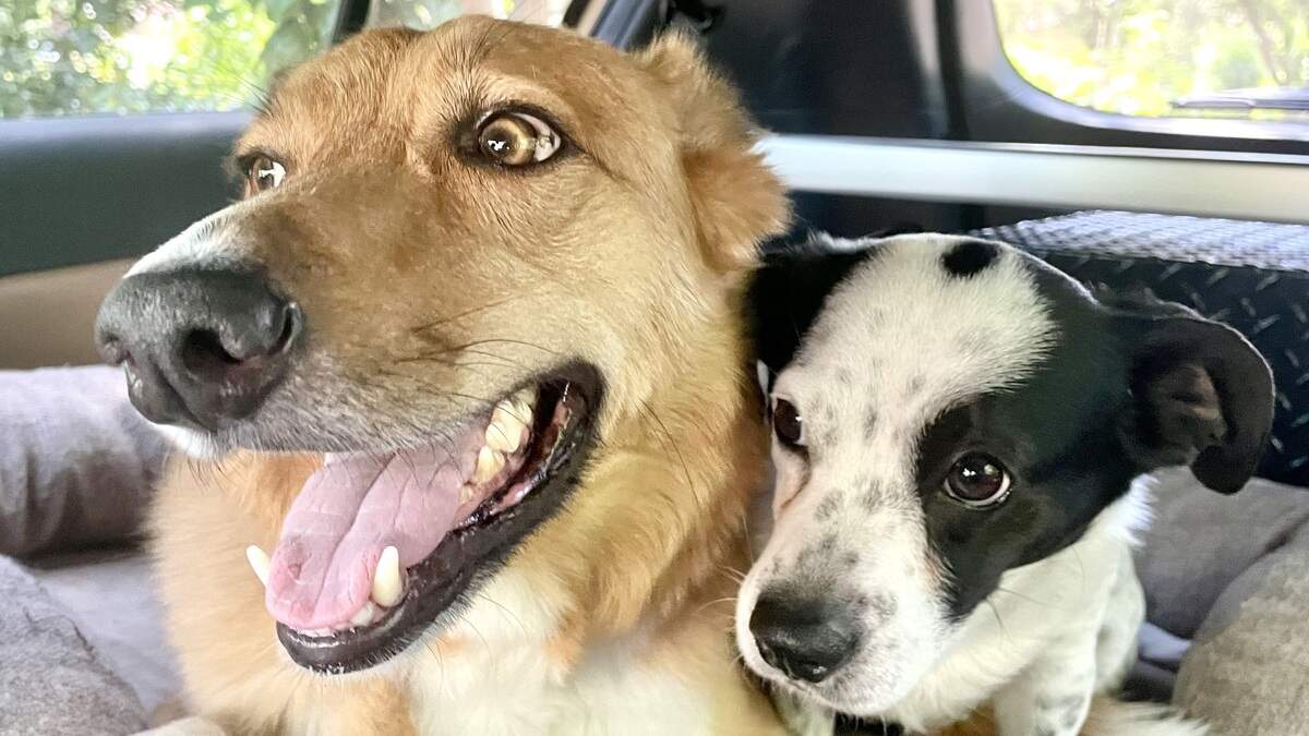 Free and discounted dog treats in Fresno for National Dog Day