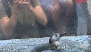 Ari, the penguin, seems destined for stardom, at least in ocean terms, at the Aquarium of the Pacific