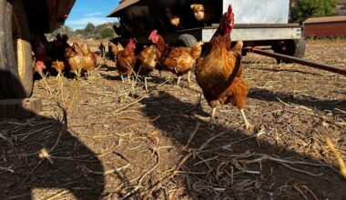 Ramona egg rancher disputes County findings in Salmonella outbreak – NBC 7 San Diego