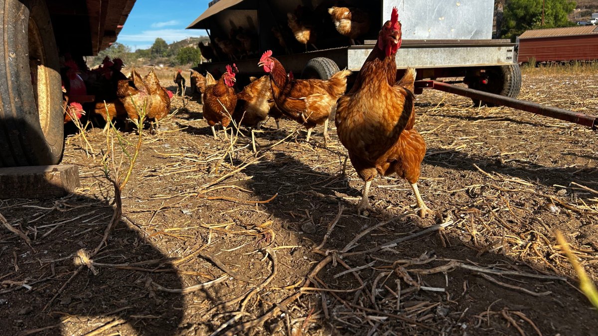 Ramona egg rancher disputes County findings in Salmonella outbreak – NBC 7 San Diego