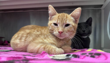 These Orange County Pets Need Homes As ‘Clear The Shelters’ Month Ends