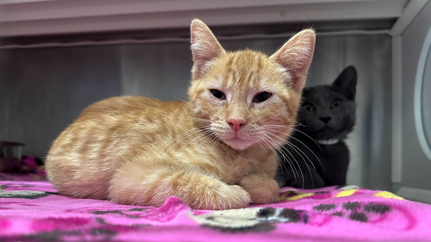 These Orange County Pets Need Homes As ‘Clear The Shelters’ Month Ends