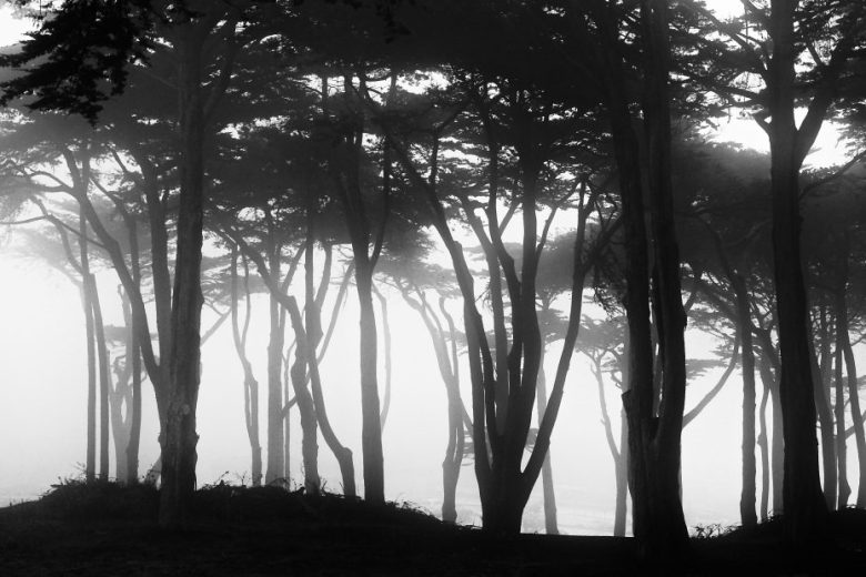 Tall trees in a dense forest stand silhouetted against heavy fog, with low visibility and an overcast sky.