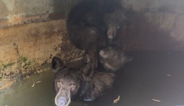 Mother bear, 2 cubs rescued from water cistern in La Verne – NBC Los Angeles