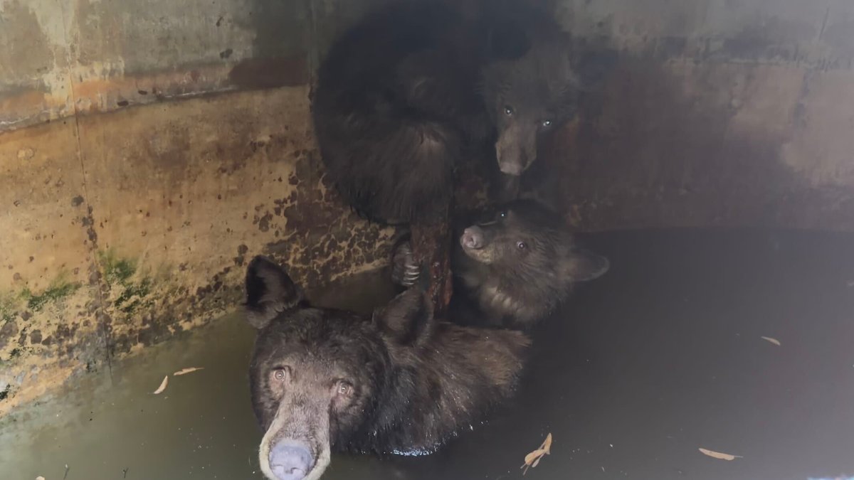 Mother bear, 2 cubs rescued from water cistern in La Verne – NBC Los Angeles