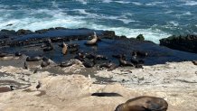 More than 400 California sea lions can be found on the rocks of the Cove during the summer, La Jolla, Calif. , July 20, 2026.