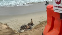 A family of sea lions rest on the beach, Saturday, at Point La Jolla. Signs and barriers keep people away, La Jolla, Calif., August 15, 2026.