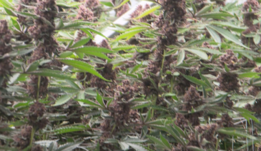 Sweet Life Canna Co.: Long Beach grow facility now stocked in 135 Mississippi dispensaries
